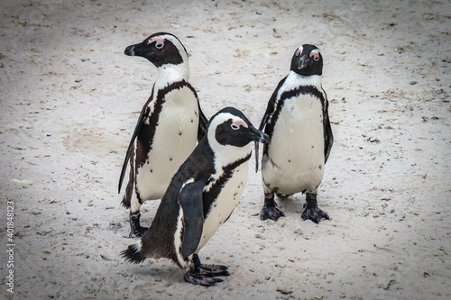 3 african penguins at boulders beach, simon's town, south africa