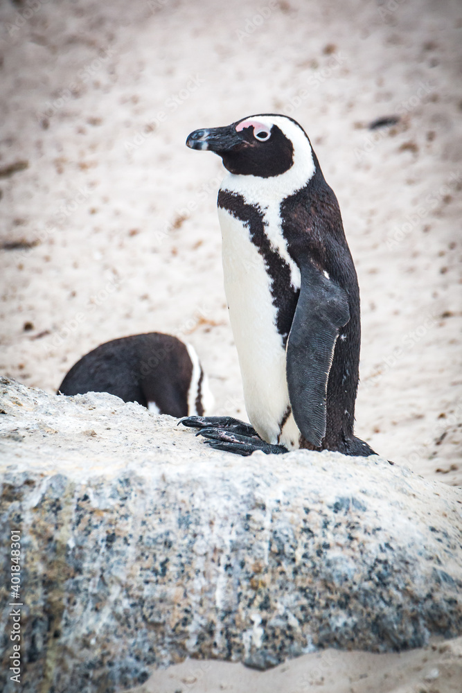 Obraz premium penguin on the beach, boulders beach, simon's town, south africa