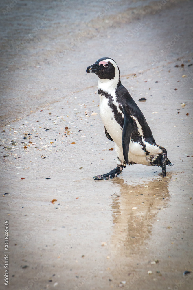 Obraz premium penguin on the beach, boulders beach, simon's town, south africa