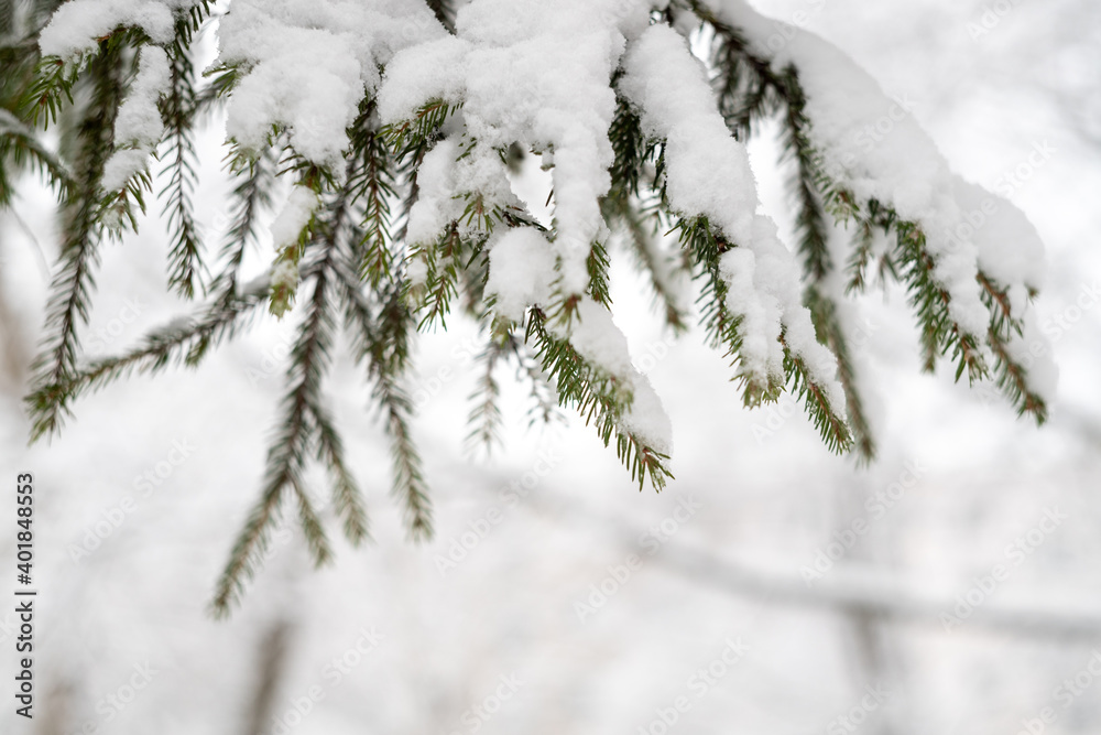 Green spruce branches as a textured background. Snow-covered beautiful spruce branch in winter. Christmas tree outdoors in the snow.