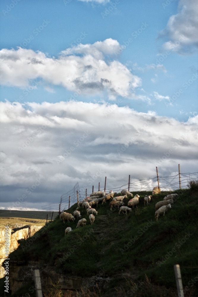 sheep on the mountains. pasture