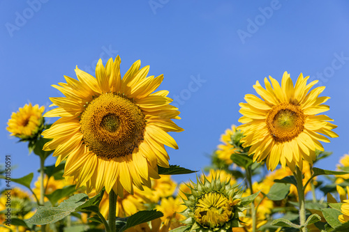 Sonnenblumen 15