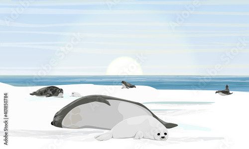 A harp seal with puppy lies on the shores of the Arctic Ocean. A flock of harp seals in the rookery. Northern landscape with ocean, ice and snow. Mammals animals of the Arctic. Realistic vector landsc