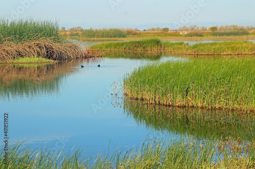Birds on the Water in Merced NWR