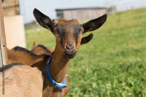 Young Pinzgauer goat in summertime