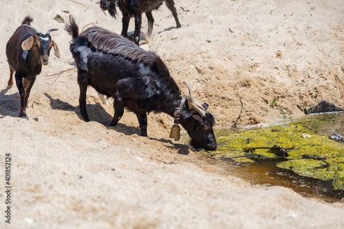 herd of goats on a watering hole. Goat drinking water on the shore of the lake. Animals graze in the meadow in Greece