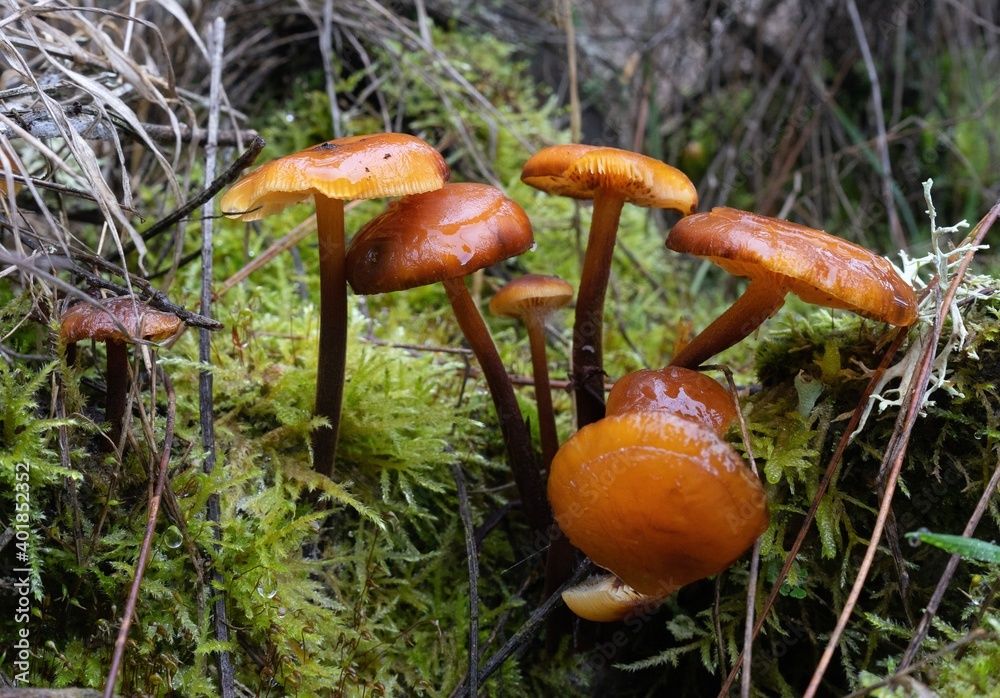 mushroom in the forest