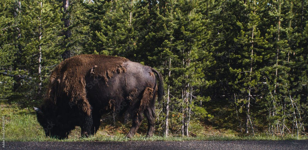 buffalo in the forest buffalo in the forest