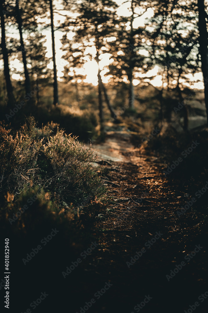 Hiking trail in the evening. Tyresta national park. Sweden Hiking trail in the evening. Tyresta national park. Sweden