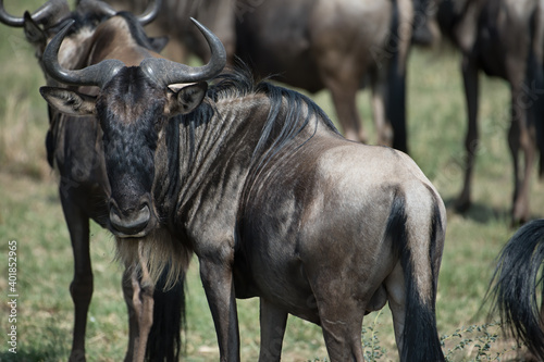 Blue wildebeest gnu photographed during the great migration in the Maasai Mara Reserve in Kenya.