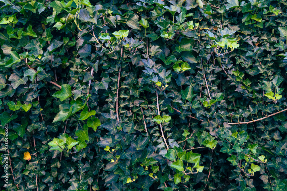 Fototapeta premium Organic leafy green wall with flowing vines and leaves
