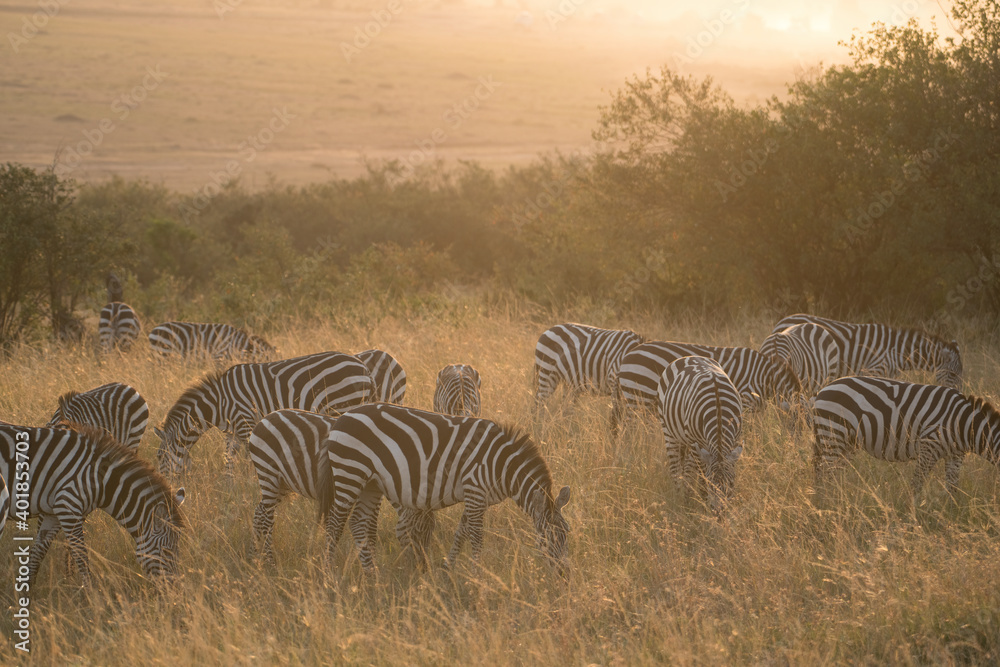 Obraz premium Zebra,striped,animal,wildlife,africa,Maasai Mara,black,white,african,wild,zebras,stripes,animals,migrate,migration,migratory,mammal,mammals,equus,equini,herd,Kenya,safari,hide,savanna,plains,grassland