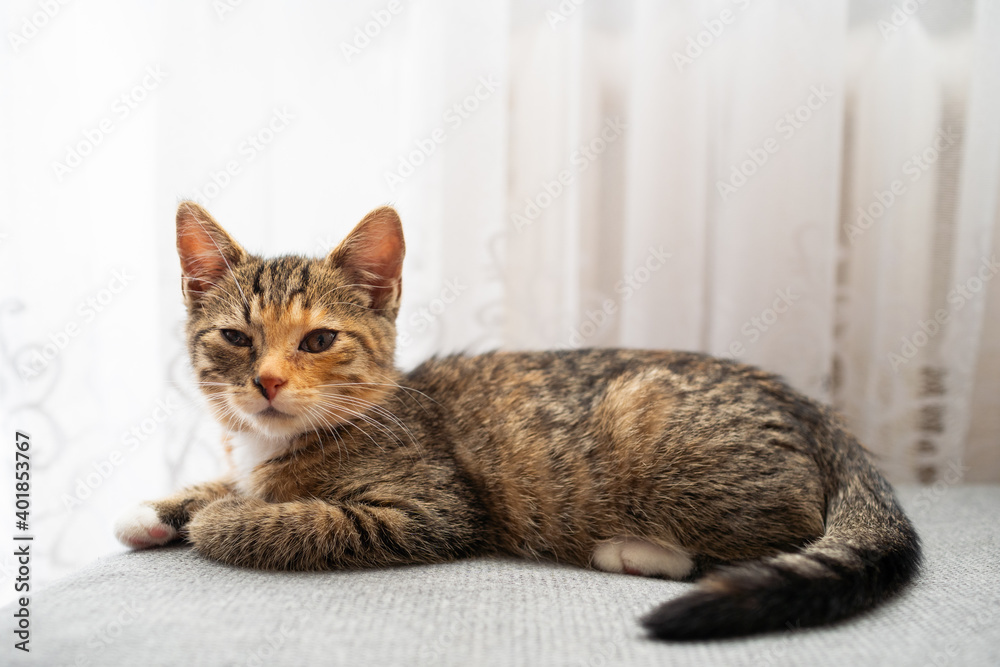 The little kitten is lying on the floor and looks around as something has changed while she was sleeping. The kitten has gently closed eyes and is observing the surroundings.