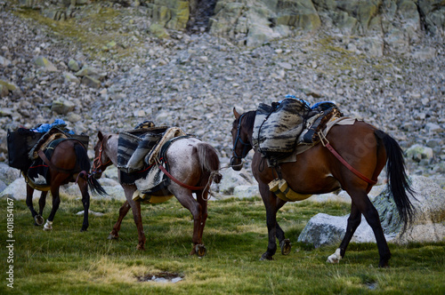 Three pack horses in during hiking photo