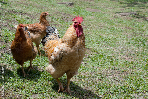 range chicken on green grass