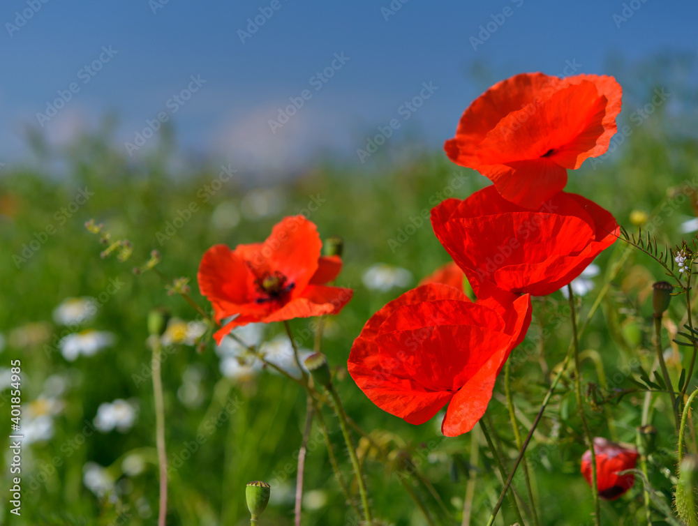 Naklejka premium red weed, czech landscape