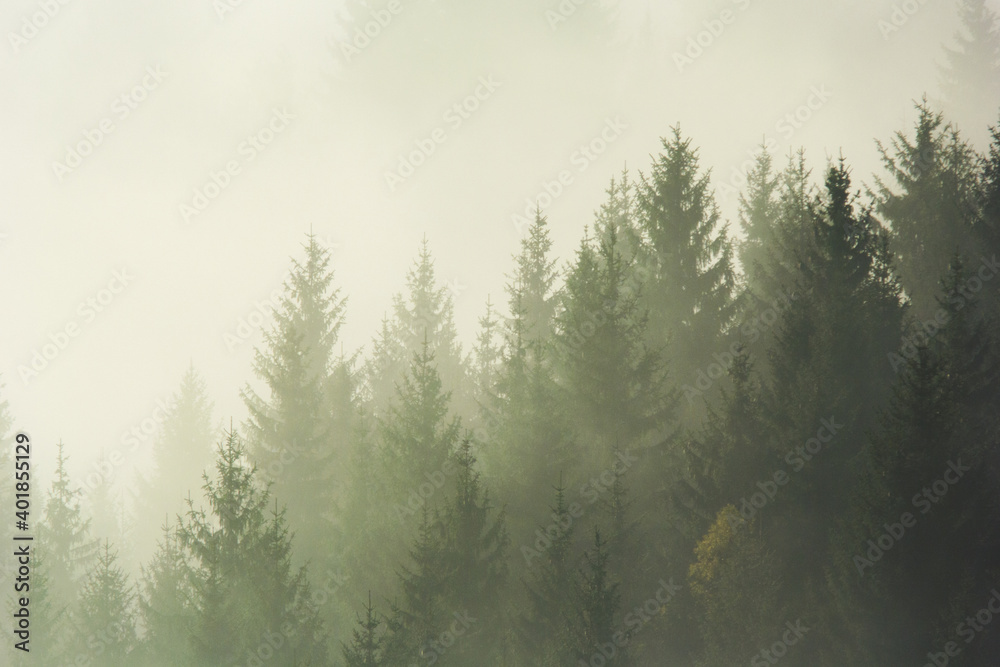 Forest in the morning mist in the mountain. Autumn scene. Forest in the morning mist in the mountain. Autumn scene.