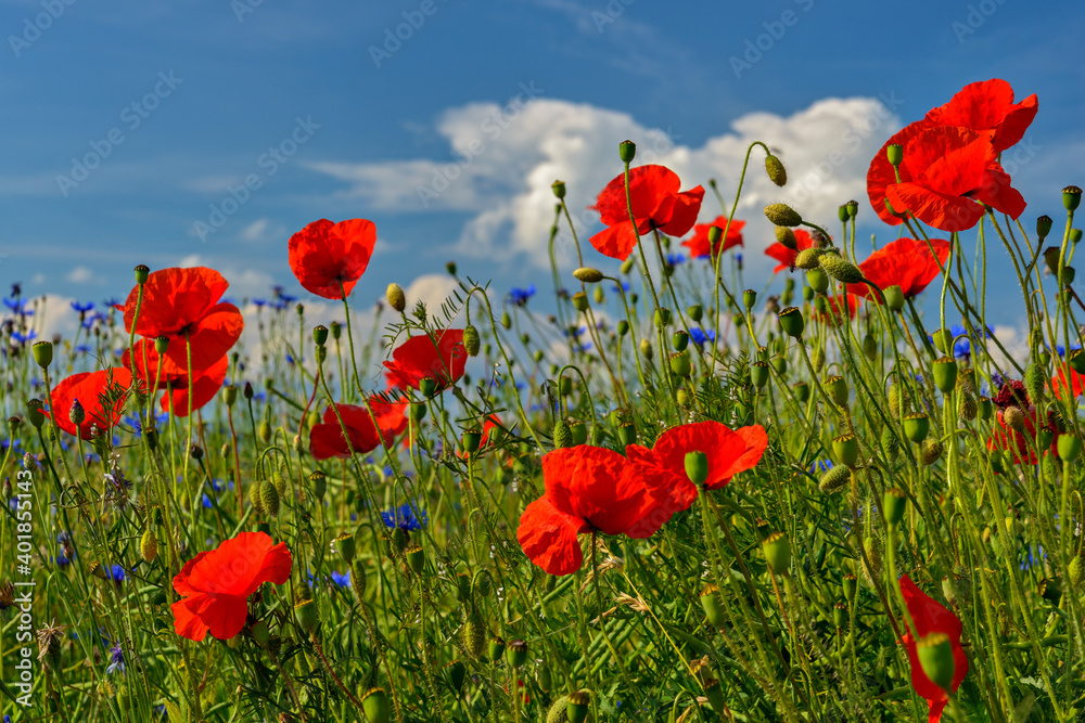 Obraz premium red weed, czech landscape