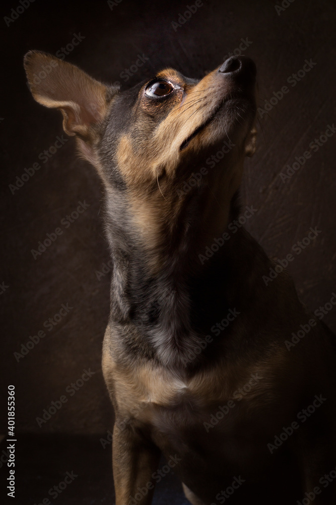 dog portrait on dark background, pretty pets