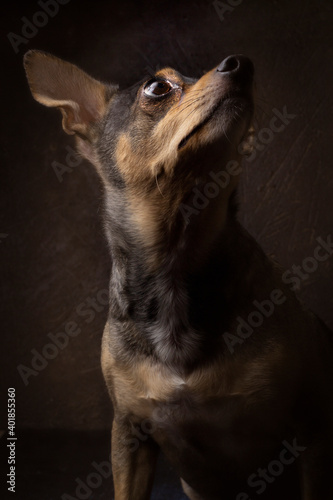 dog portrait on dark background, pretty pets