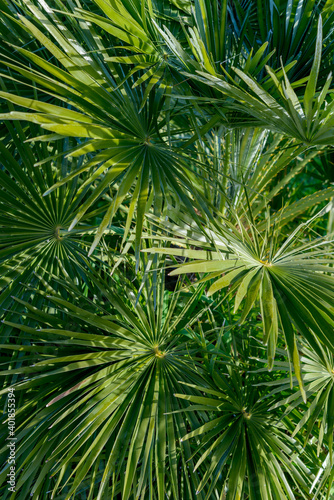 palm tree  southern France