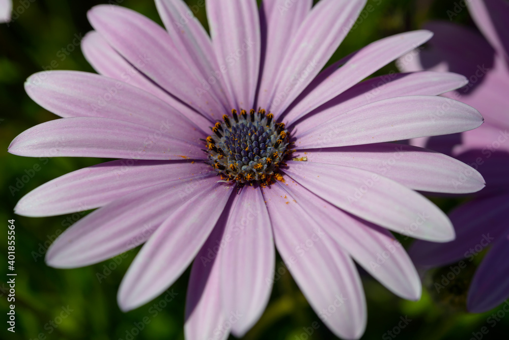 flowerbed of purple flowers flowerbed of purple flowers