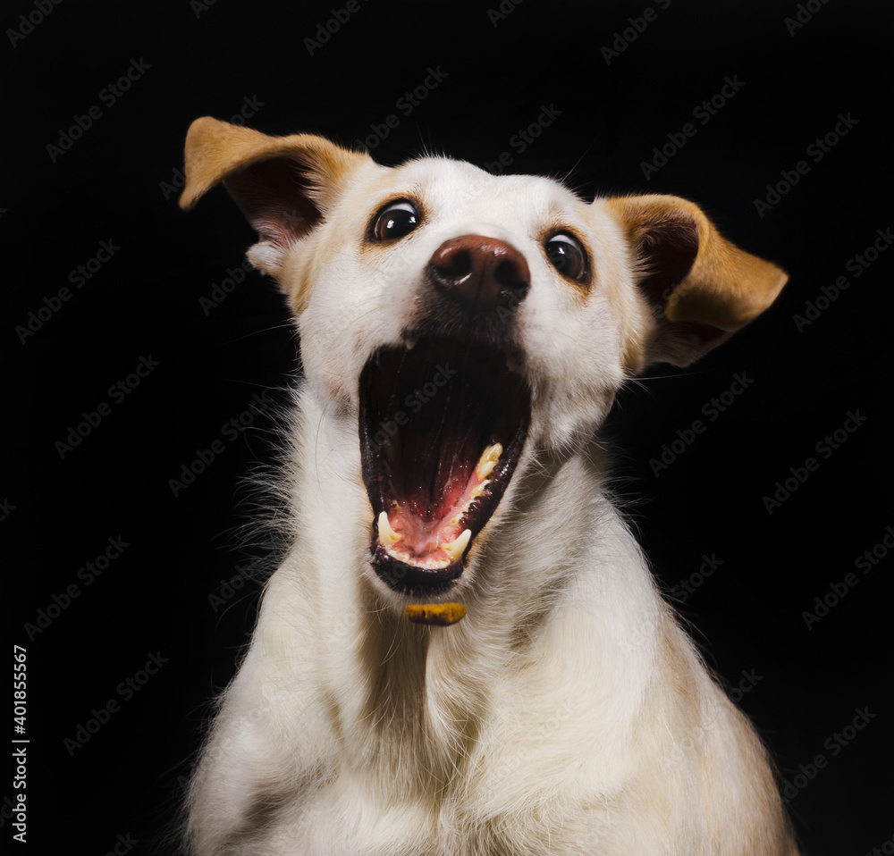 dog portrait on dark background, podenco, open mouth, photography study, pets dog portrait on dark background, podenco, open mouth, photography study, pets