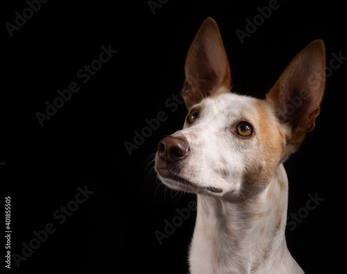 dog portrait on dark background, podencho, photography study, pets