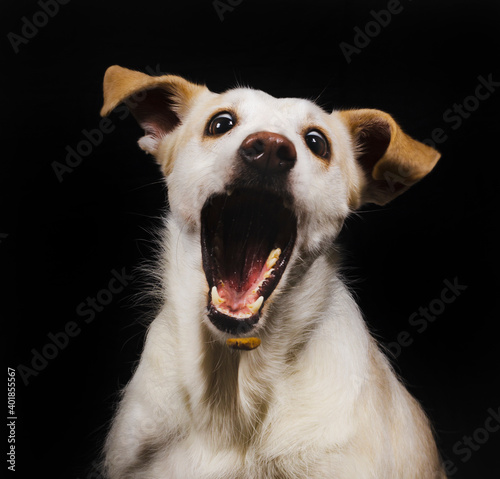 dog portrait on dark background, podenco, open mouth, photography study, pets
