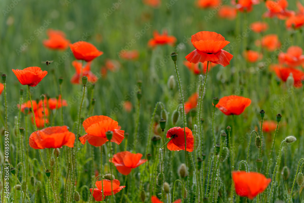 Fototapeta premium red weed, czech landscape