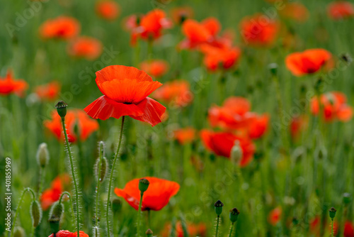 red weed, czech landscape