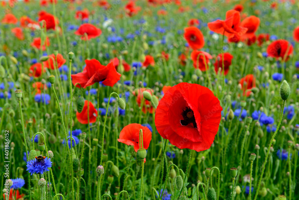 Obraz premium red weed, czech landscape