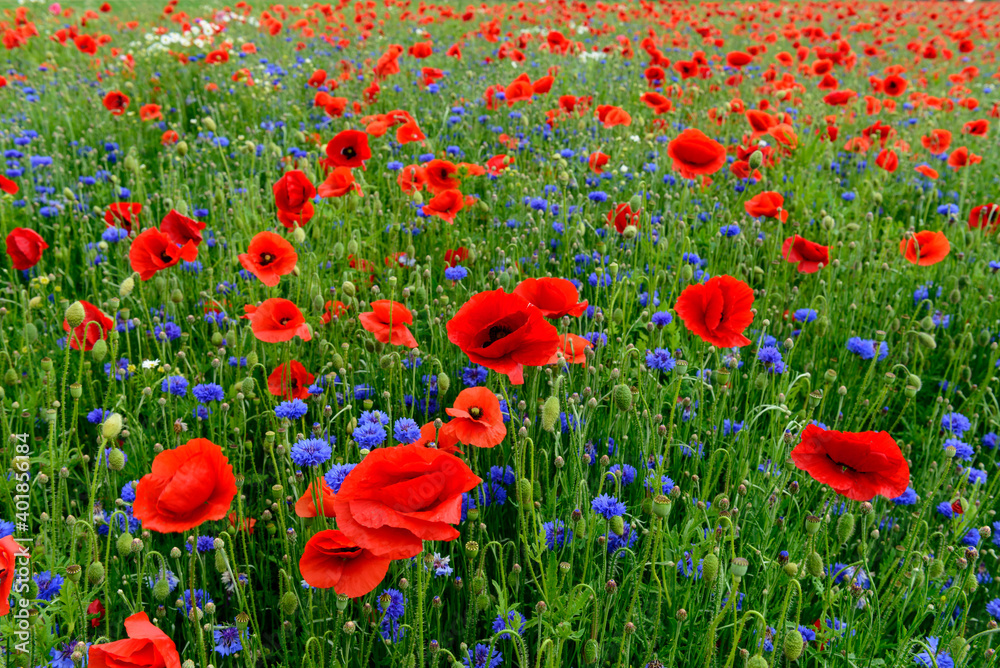 Fototapeta premium red weed, czech landscape