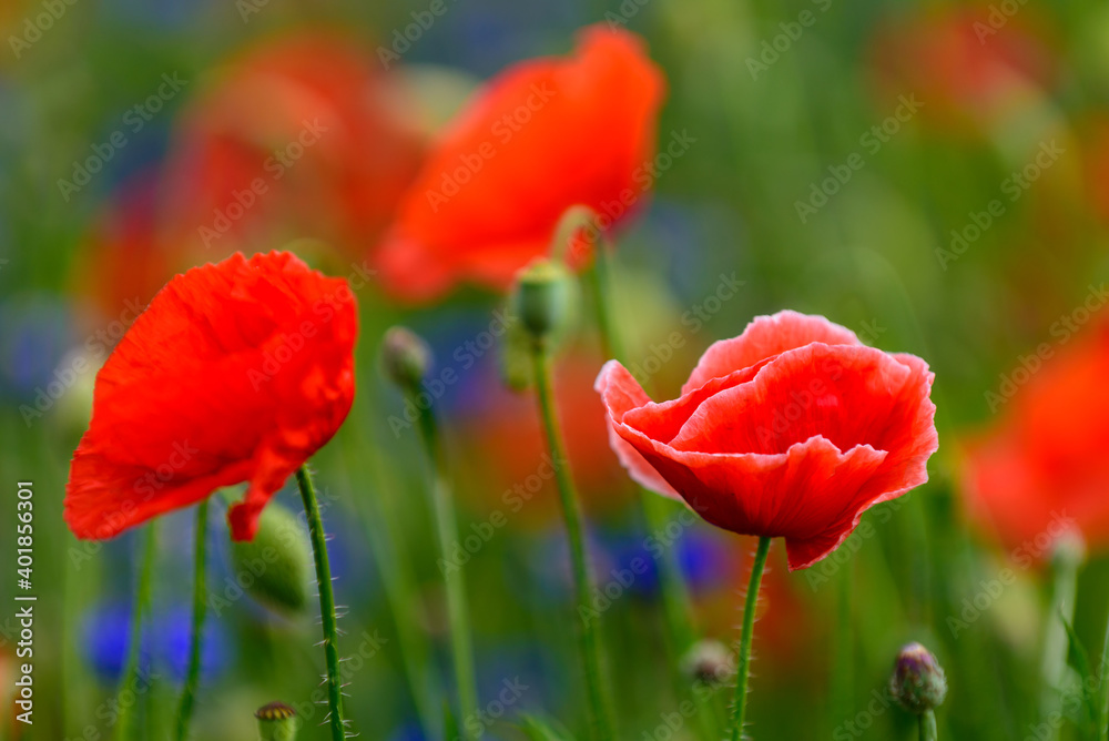 Obraz premium red weed, czech landscape