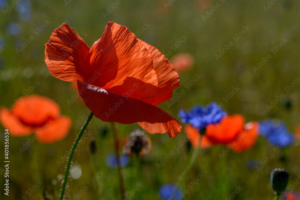 Fototapeta premium red weed, czech landscape