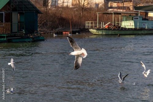 The flight of a river gull over the river against the background of water and an old carablic photo