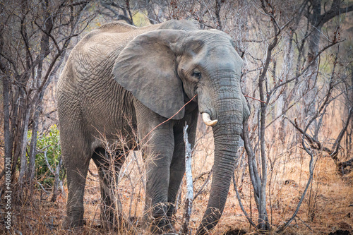elephant walking in the bushes  kruger national park  south africa