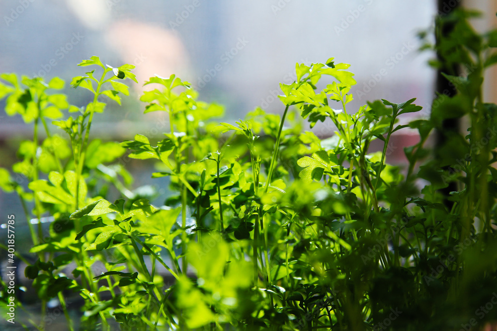 Arugula in a pot on the windowsill. Home garden. Growing greenery at home on the windowsill. Greens. Healthy eating. Diet. Greens for the salad. Food Arugula in a pot on the windowsill. Home garden. Growing greenery at home on the windowsill. Greens. Healthy eating. Diet. Greens for the salad. Food