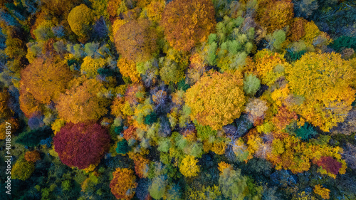 Foto Aerial view of a forest with autumn colors