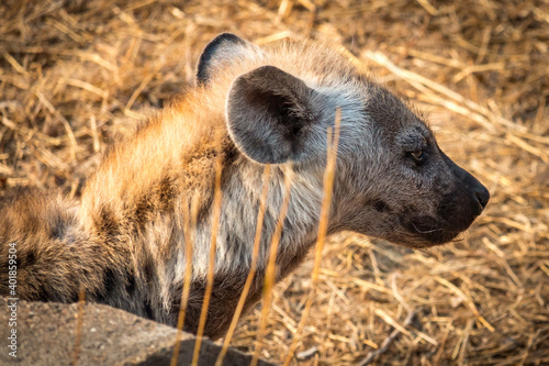 baby hyena in kruger national park, south africa, puppy