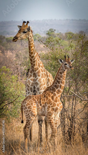 giraffes  mother with her baby  kruger national park  south africa