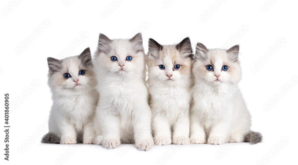 Group of 4 Ragdoll cat kittens, sitting beside each other on perfect row. All looking towards camera with beautiful blue eyes. Isolated on white background.