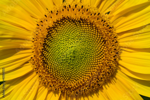 Close-up of a blooming sunflower in summer