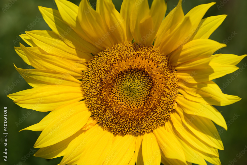 Close-up of a blooming sunflower against a green background in summer