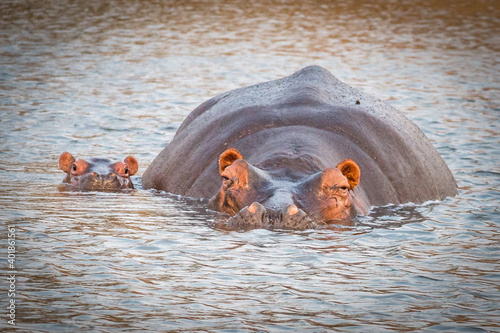Photographie hippopotamus in water with baby, kruger national park, south africa