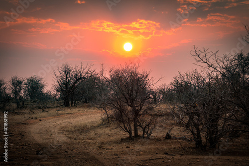 sunset in the african bushes  greater kruger area  south africa