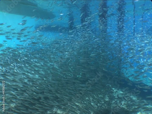 Wallpaper Mural school of fish under pier and boats underwater ocean scenery silversides hiding Torontodigital.ca