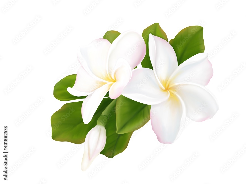 Fototapeta premium Plumeria, Frangipani, Temple tree, Graveyard Tree, digital hand drawing and painting. Isolate image.