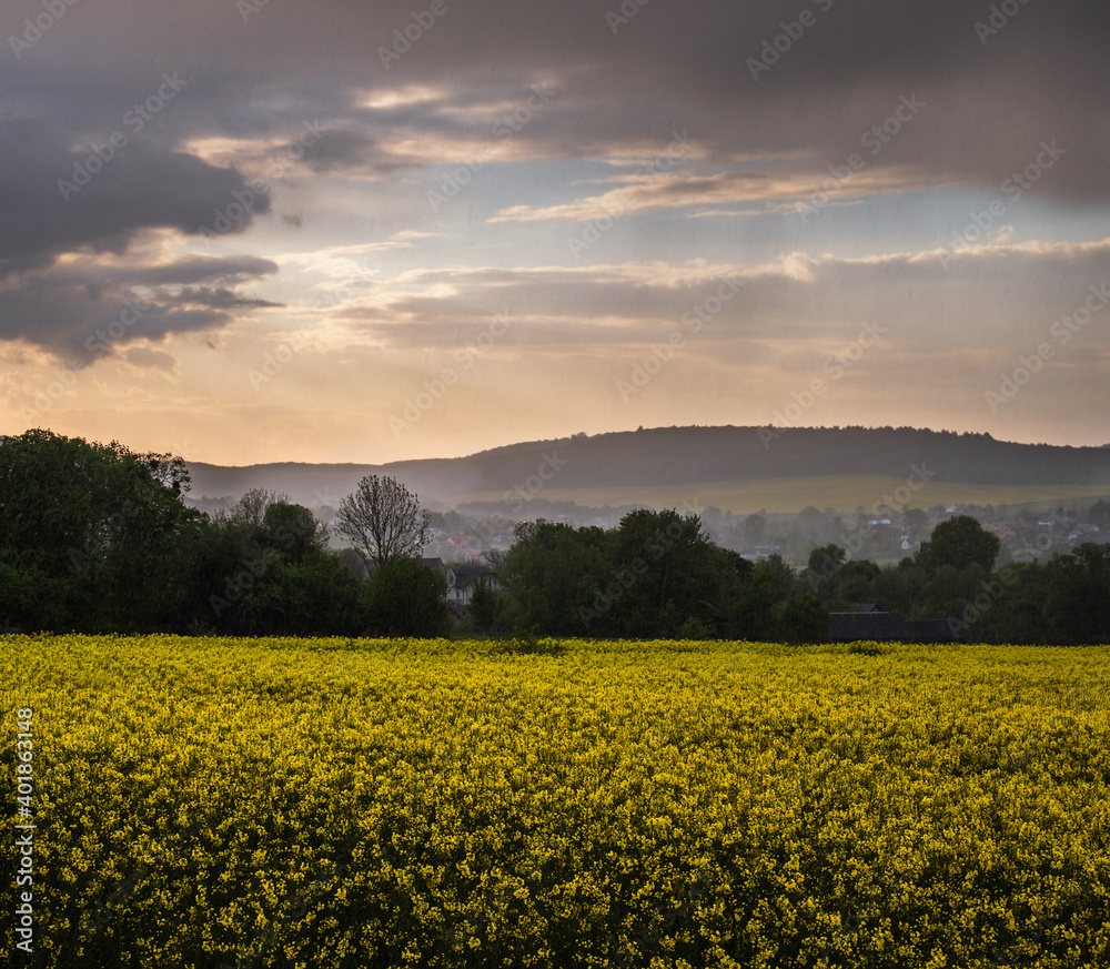 Obraz premium Rain and sun. Spring yellow flowering rapeseed fields, cloudy after rain sky and green rural hills. Natural seasonal, climate, weather, eco, farming, countryside beauty concept scene.