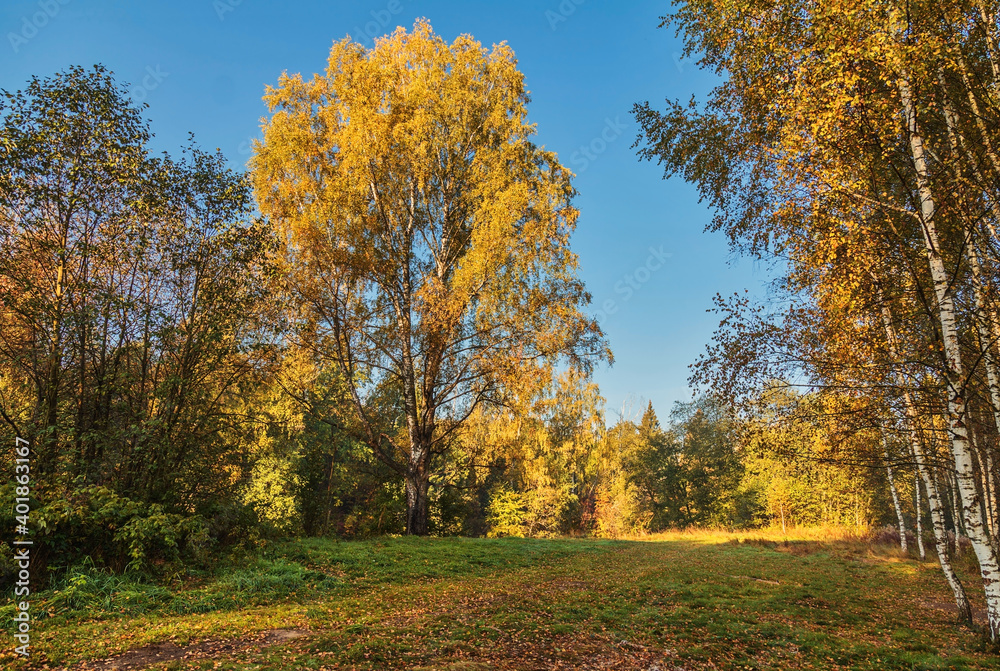 Autumn landscape, bush and trees on a meadow